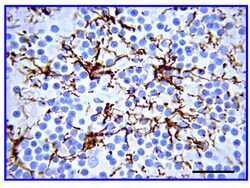 MilliporeSigma anti-Glial Fibrillary Acidic Protein (GFAP) Ab-1; Polyclonal;